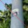 Aufkleber mit Aufschrift "No NWO" und Werbung für eine "Reyra Ernährungsberatung" auf einem Laternenmast. Der Aufkleber überklebt die untere Hälfte eines Aufklebers mit der Auschrift "Weyhe: Nazi-freie Zone".